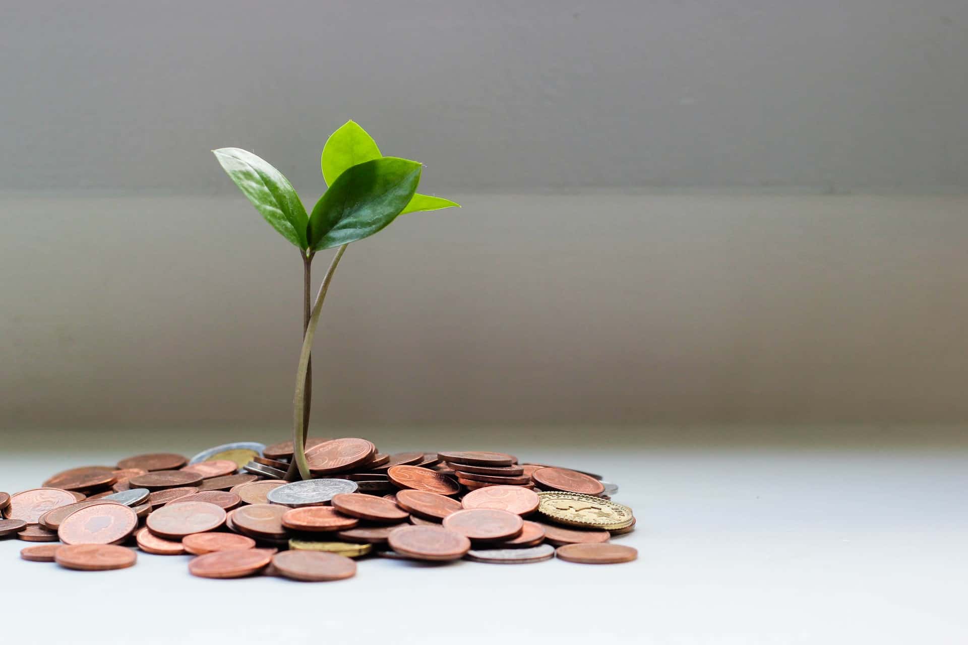 Plant growing out of coins