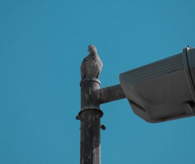a bird sitting on top of a metal pole gunshot detection, urban surveillance, acoustic sensors a bird sitting on top of a metal pole gunshot detection, urban surveillance, acoustic sensors