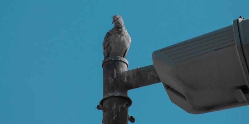 a bird sitting on top of a metal pole gunshot detection, urban surveillance, acoustic sensors