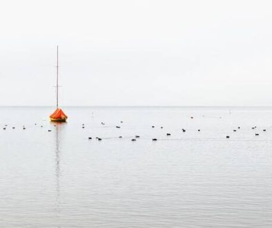 birds on body of water during daytime crypto user interface, white label exchange, trading platform