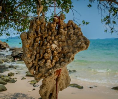 a bunch of rocks on a beach next to the ocean zanzibar resort content, beach marketing, seaweed farmers