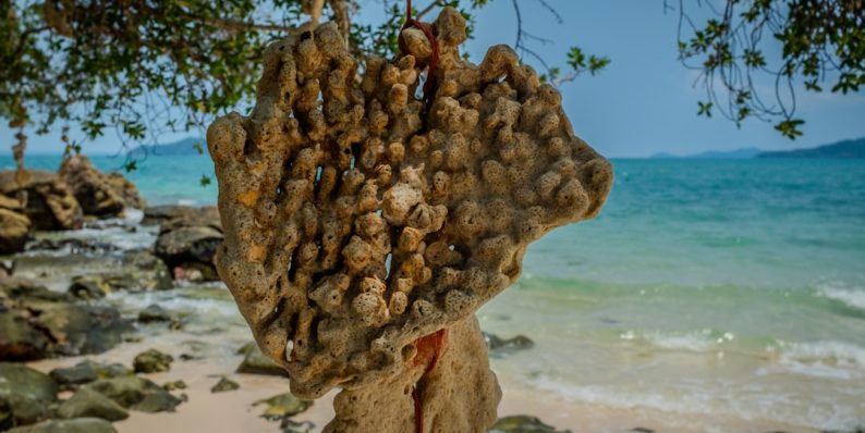 a bunch of rocks on a beach next to the ocean zanzibar resort content, beach marketing, seaweed farmers