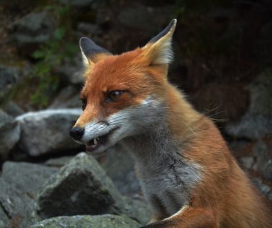 red fox near gray rocks fox news, youtube tv, streaming dispute, tv contract