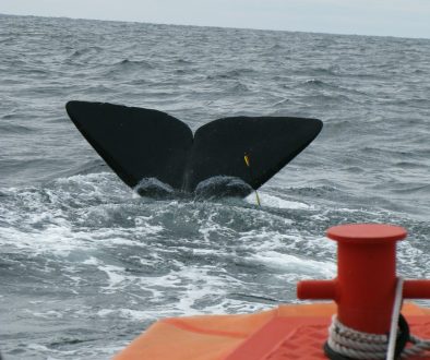 black and red surfboard on sea during daytime nansen dashboard, whale tracker, alert notification black and red surfboard on sea during daytime nansen dashboard, whale tracker, alert notification