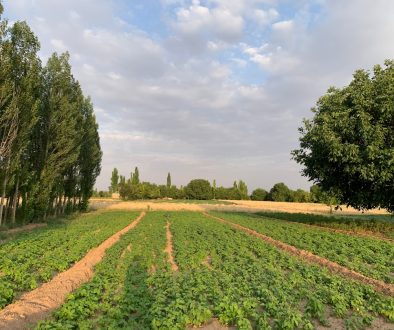 a large field with trees and a dirt path automated irrigation, crop monitoring, raspberry pi in field